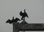 SX10406 Two Cormorants (Phalacrocorax carbo) drying wings on top of Blackweir bridge, Cardiff.jpg